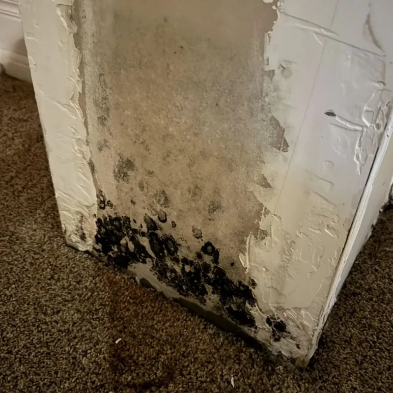 Professional Mold Removal in Atascadero, CA
